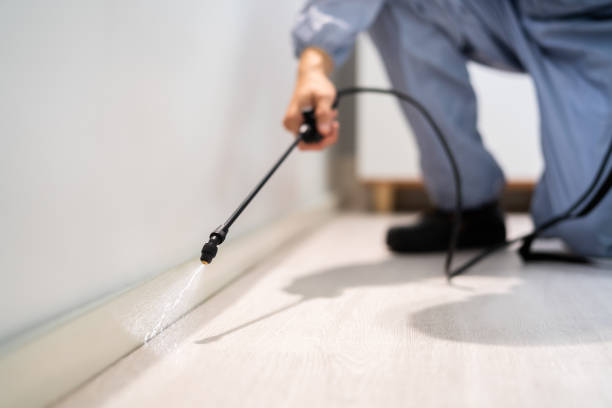 Certified termite inspector examining foundation in Camp Hill