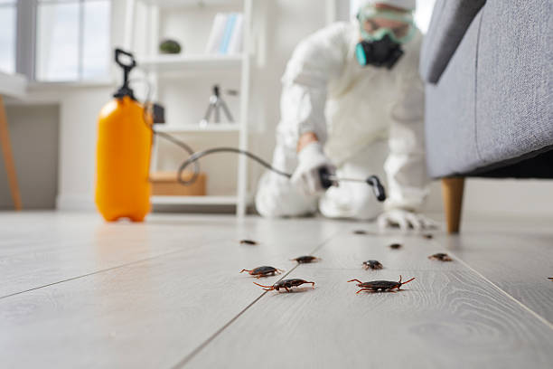 Post-Treatment Bed Bug Interceptor Monitoring in Camp Hill